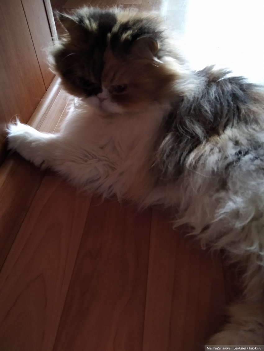 Давайте знакомиться... или МОЯ "Шоколадная сказка" №4