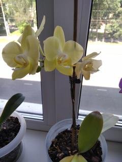 Давайте знакомиться...или МОЯ "Шоколадная сказка" №6 (фото 7)