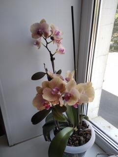 Давайте знакомиться...или МОЯ "Шоколадная сказка" №6 (фото 6)