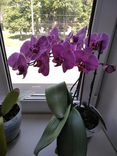 Давайте знакомиться...или МОЯ "Шоколадная сказка" №6 (фото 8)