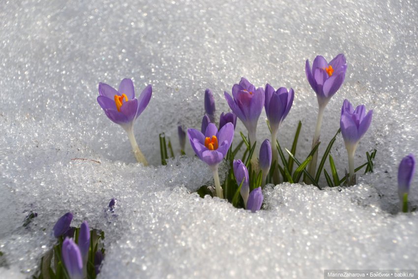 Весеннее — Болталка и разговоры обо всем: жизнь (фото 5)