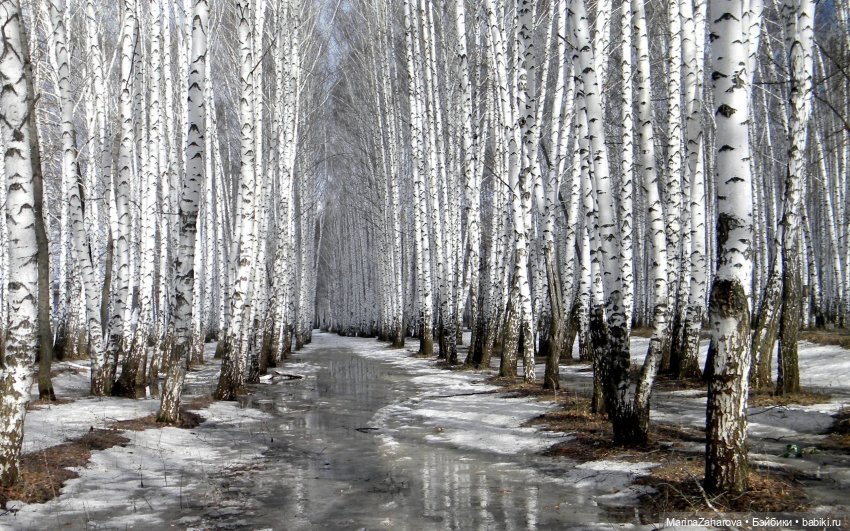 Весеннее — Болталка и разговоры обо всем: жизнь (фото 3)