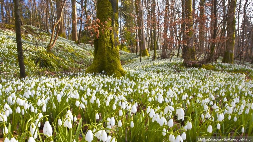 Весеннее — Болталка и разговоры обо всем: жизнь