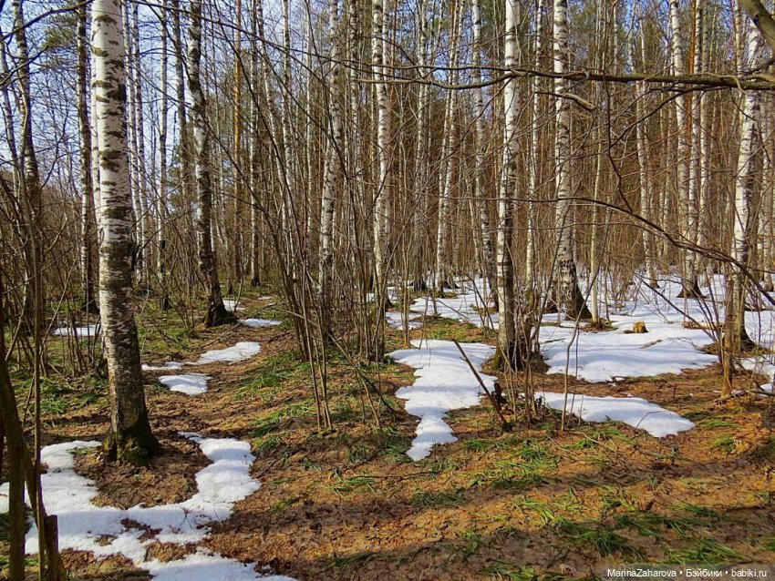 Весеннее — Болталка и разговоры обо всем: жизнь (фото 8)