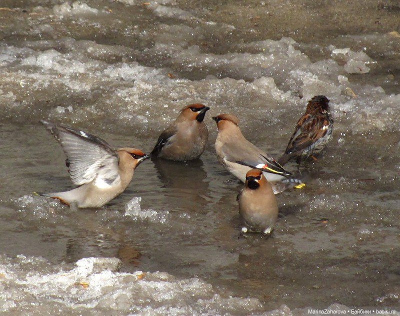 Весеннее — Болталка и разговоры обо всем: жизнь (фото 4)