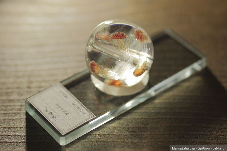 Прекрасное рядом — Другие хобби и увлечения: сад