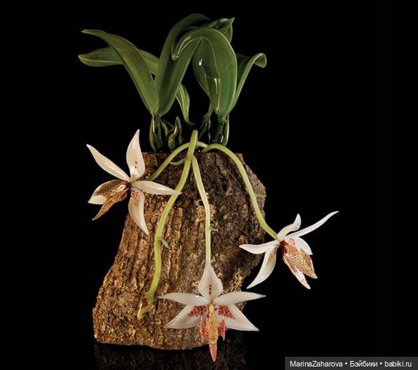 Прекрасное рядом | Бэйбики Прекрасное рядом — Другие хобби и увлечения: сад (фото 8)