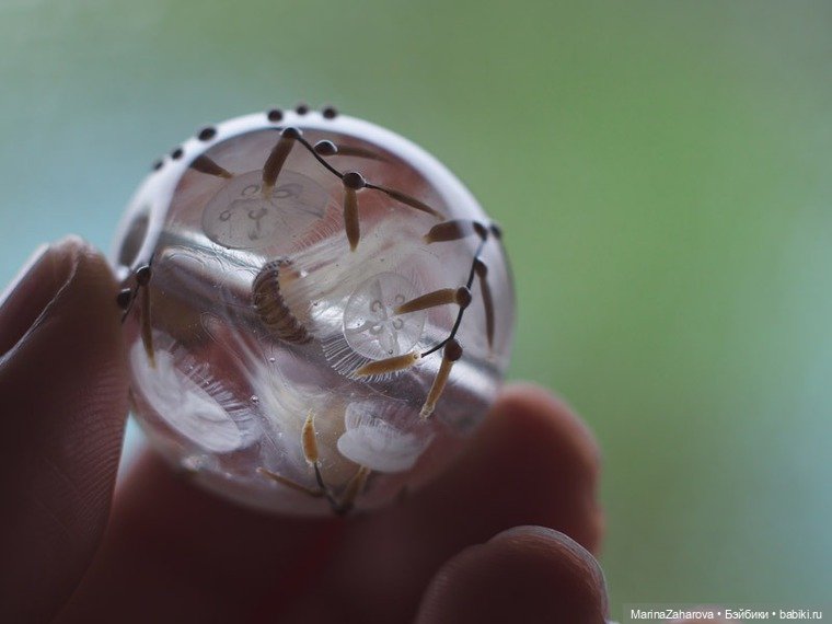 Прекрасное рядом — Другие хобби и увлечения: сад (фото 4)