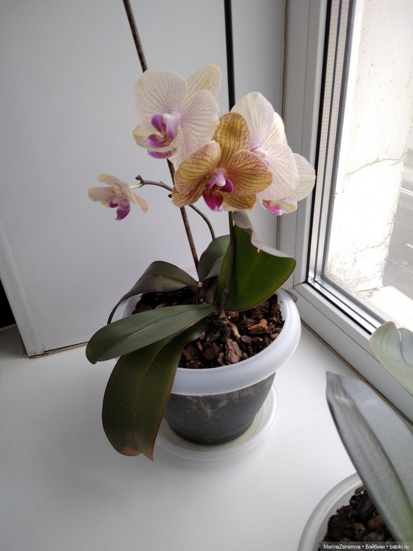 Давайте знакомиться... или МОЯ "Шоколадная сказка" №48.Кто где... а у нас... пикник | Бэйбики Давайте знакомиться... или МОЯ "Шоколадная сказка" №48.Кто где... а у нас... пикник