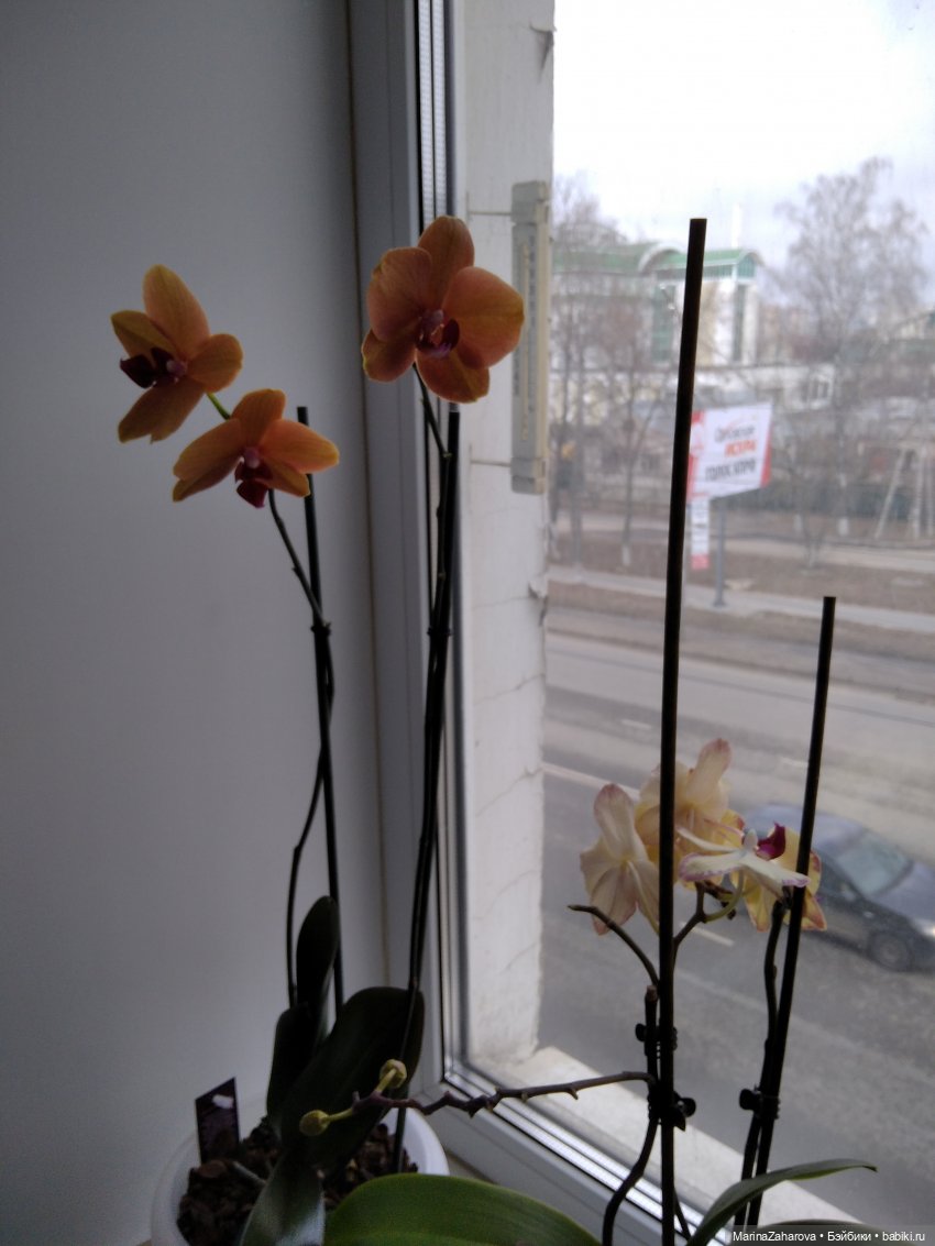 Давайте знакомиться... или МОЯ "Шоколадная сказка" №48.Кто где... а у нас... пикник | Бэйбики Давайте знакомиться... или МОЯ "Шоколадная сказка" №48.Кто где... а у нас... пикник