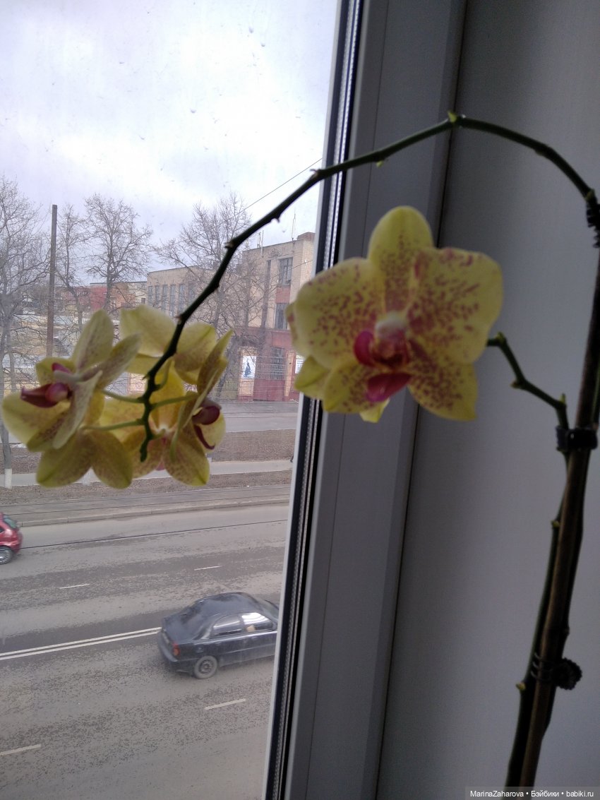 Давайте знакомиться... или МОЯ "Шоколадная сказка" №48.Кто где... а у нас... пикник | Бэйбики Давайте знакомиться... или МОЯ "Шоколадная сказка" №48.Кто где... а у нас... пикник