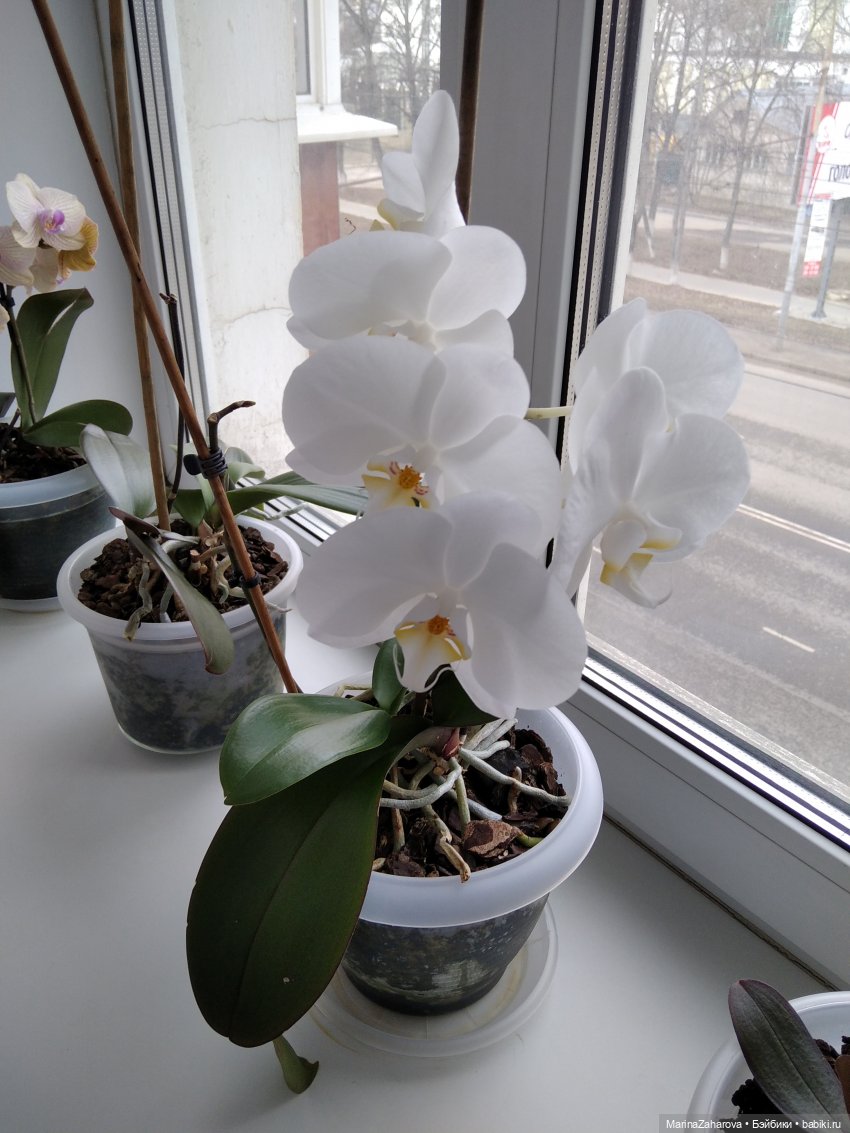 Давайте знакомиться... или МОЯ "Шоколадная сказка" №48.Кто где... а у нас... пикник | Бэйбики Давайте знакомиться... или МОЯ "Шоколадная сказка" №48.Кто где... а у нас... пикник