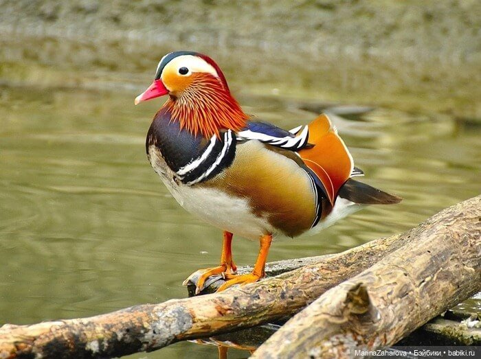 Прекрасное рядом — Болталка и разговоры обо всем: жизнь (фото 2)