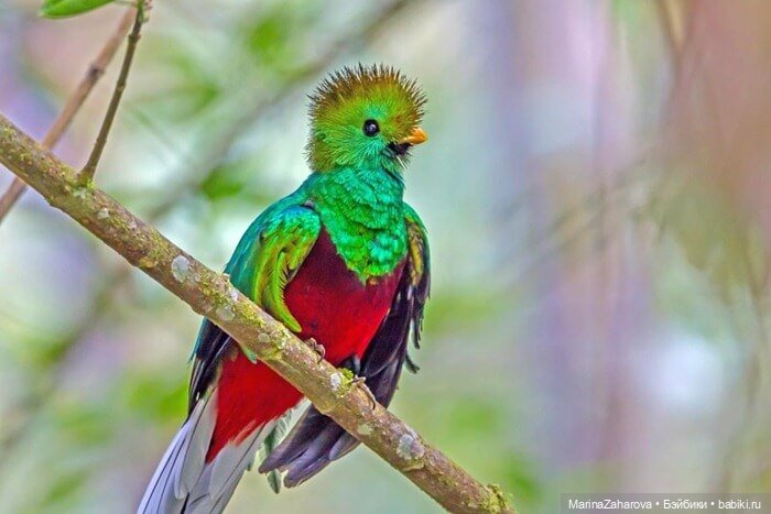 Прекрасное рядом — Болталка и разговоры обо всем: жизнь