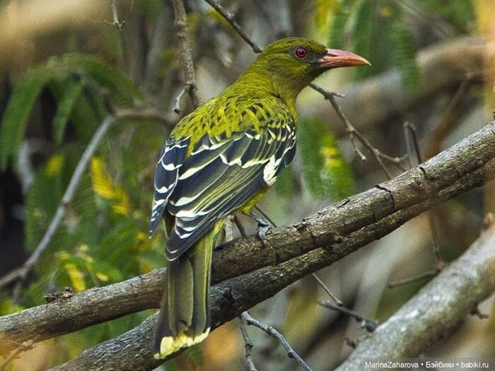 Прекрасное рядом — Болталка и разговоры обо всем: жизнь (фото 9)