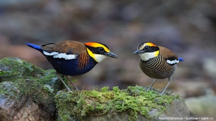 Прекрасное рядом — Болталка и разговоры обо всем: жизнь
