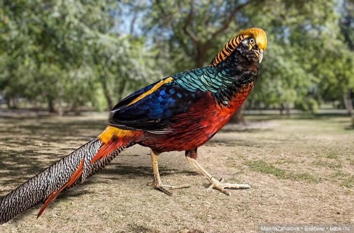 Прекрасное рядом — Болталка и разговоры обо всем: жизнь