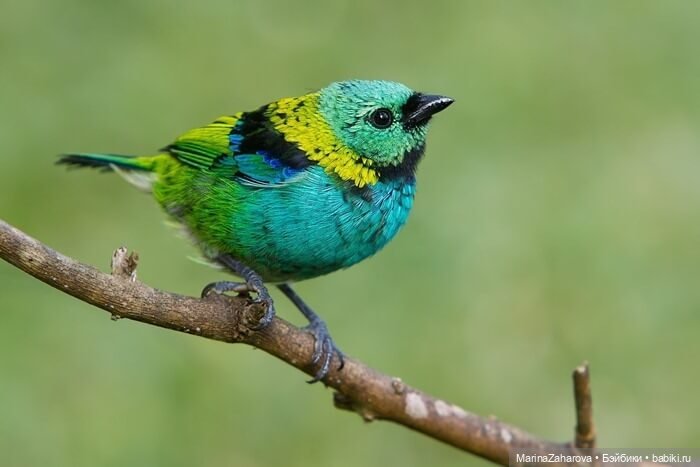 Прекрасное рядом — Болталка и разговоры обо всем: жизнь (фото 3)