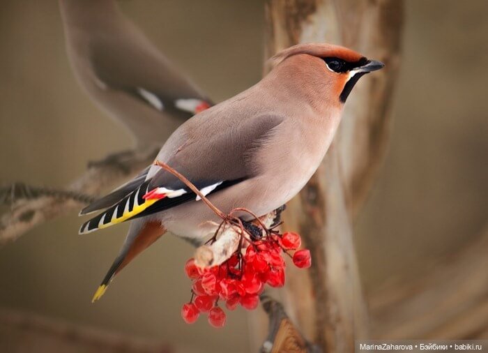 Прекрасное рядом — Болталка и разговоры обо всем: жизнь