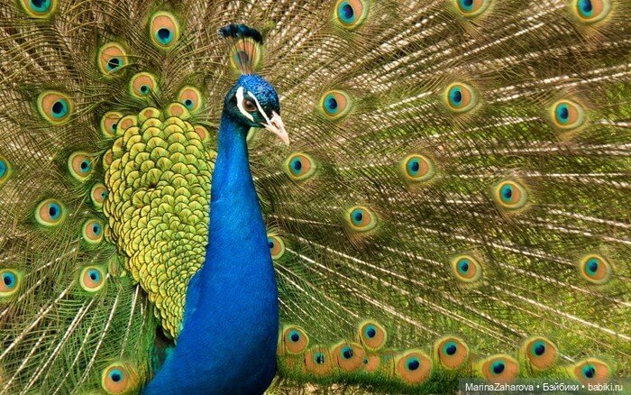 Прекрасное рядом — Болталка и разговоры обо всем: жизнь (фото 5)