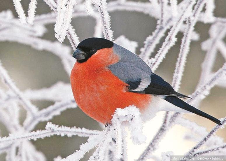 Прекрасное рядом — Болталка и разговоры обо всем: жизнь