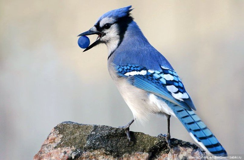 Прекрасное рядом — Болталка и разговоры обо всем: жизнь