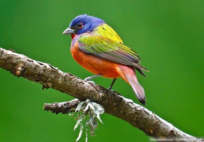 Прекрасное рядом — Болталка и разговоры обо всем: жизнь (фото 7)