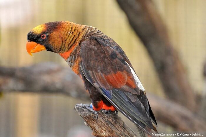 Прекрасное рядом — Болталка и разговоры обо всем: жизнь