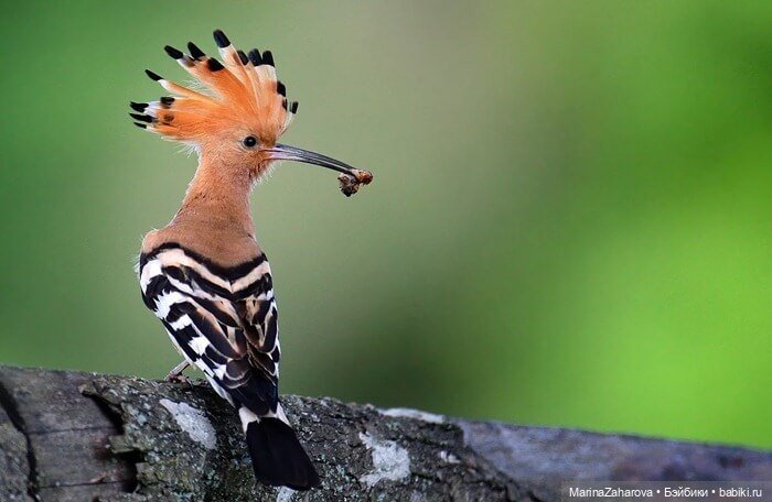 Прекрасное рядом — Болталка и разговоры обо всем: жизнь (фото 10)