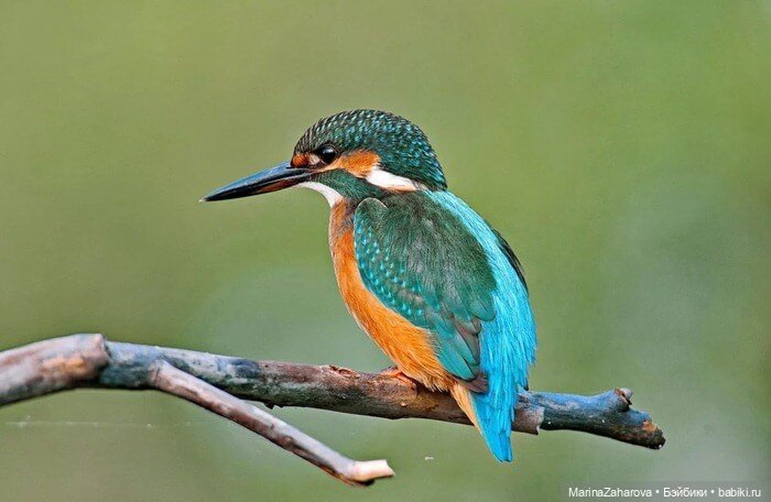 Прекрасное рядом — Болталка и разговоры обо всем: жизнь (фото 4)