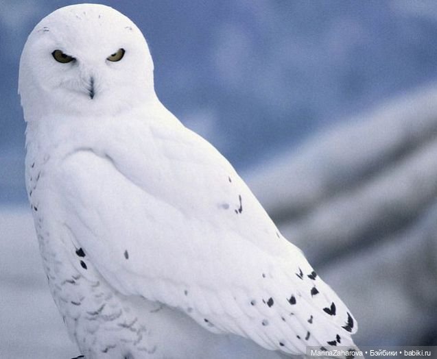 Прекрасное рядом — Болталка и разговоры обо всем: жизнь