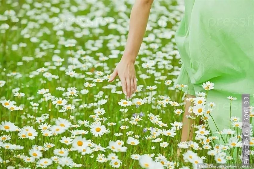 Подари мне облако ромашек