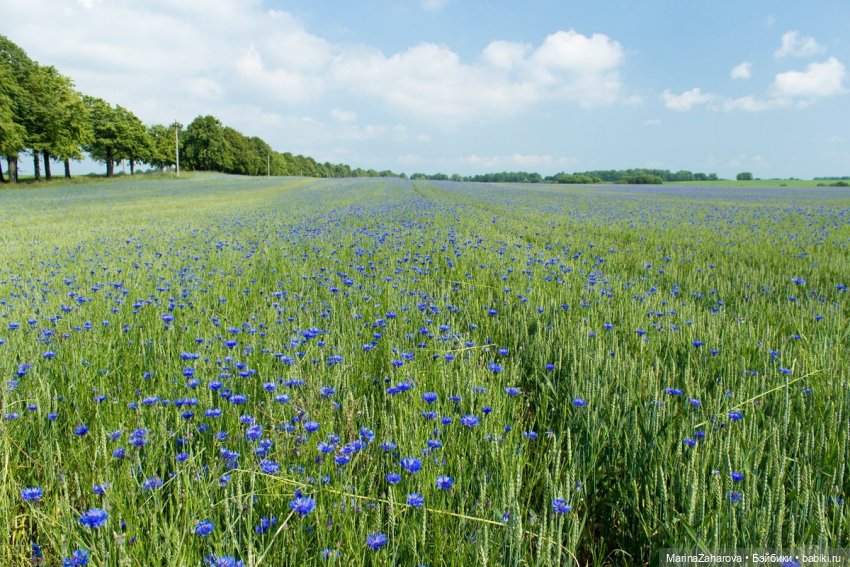 Словно неба синего осколки (фото 10)