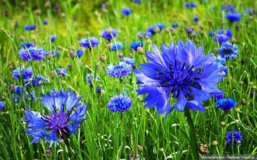 Словно неба синего осколки (фото 3)