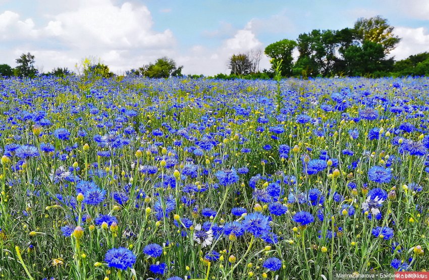 Словно неба синего осколки