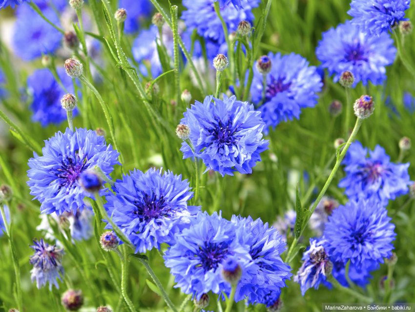 Словно неба синего осколки