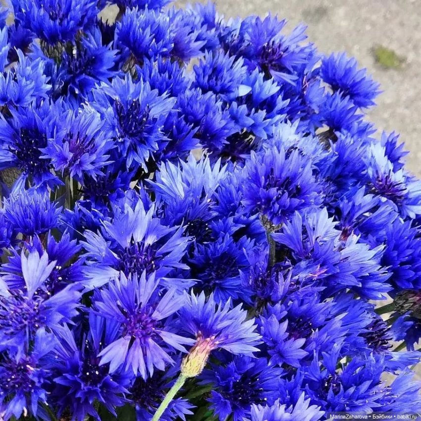 Словно неба синего осколки