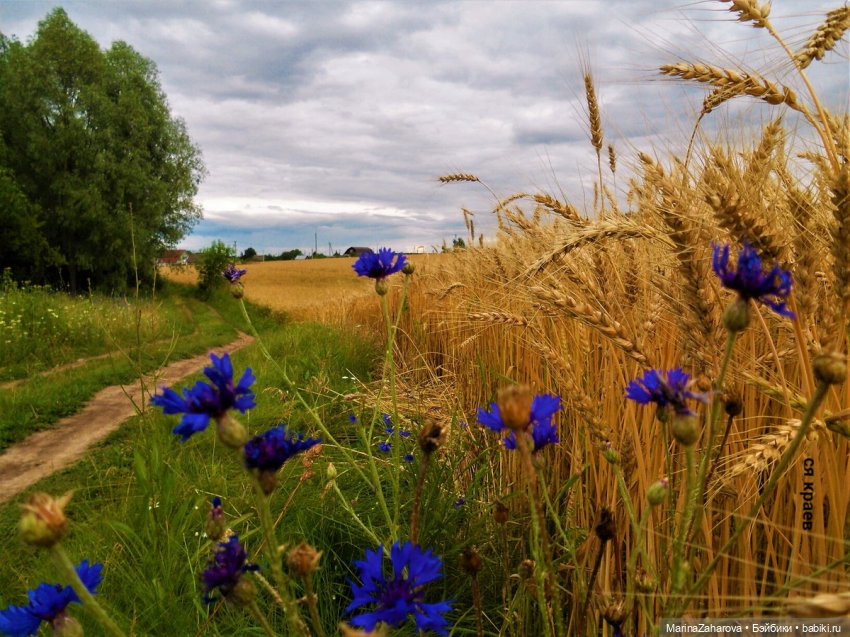 Словно неба синего осколки (фото 2)