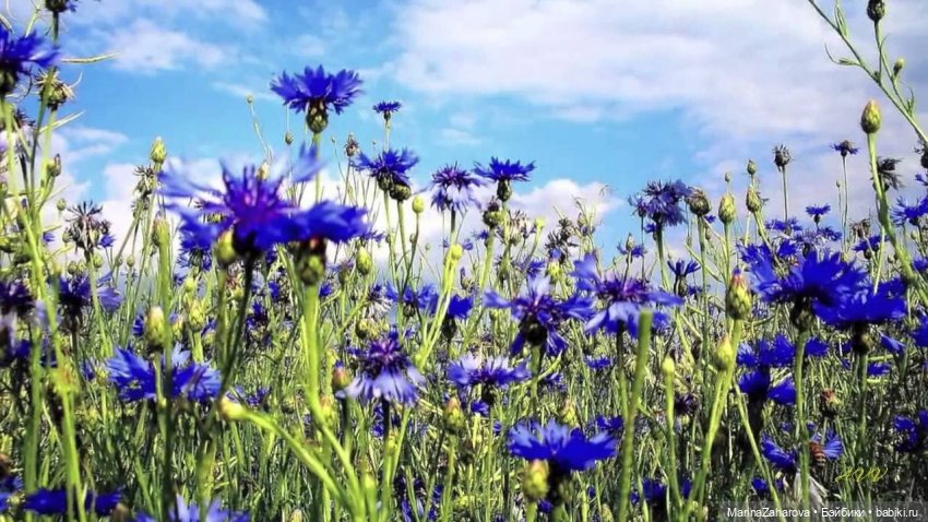 Словно неба синего осколки (фото 7)