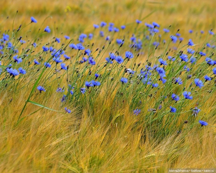 Словно неба синего осколки