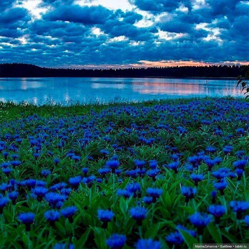 Словно неба синего осколки (фото 9)