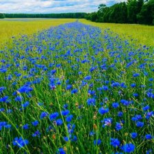 Словно неба синего осколки