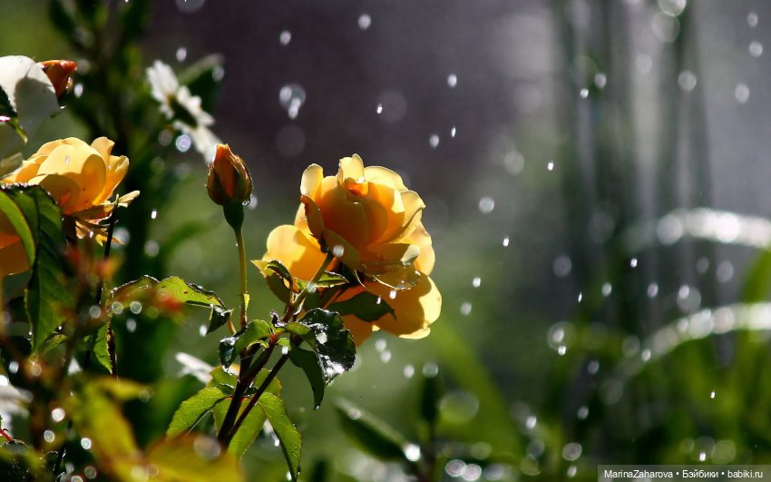 Я люблю дождь...,а Вы — Болталка и разговоры обо всем: жизнь