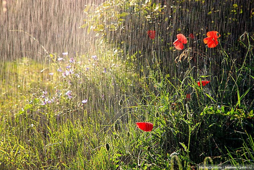 Я люблю дождь...,а Вы — Болталка и разговоры обо всем: жизнь