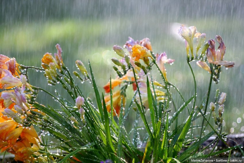 Я люблю дождь...,а Вы — Болталка и разговоры обо всем: жизнь