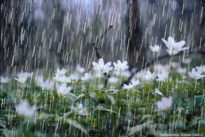 Я люблю дождь...,а Вы — Болталка и разговоры обо всем: жизнь (фото 8)