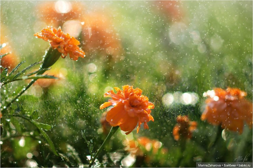 Я люблю дождь...,а Вы — Болталка и разговоры обо всем: жизнь