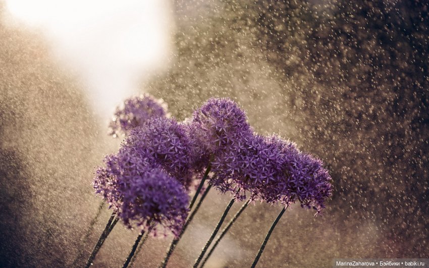 Я люблю дождь...,а Вы — Болталка и разговоры обо всем: жизнь