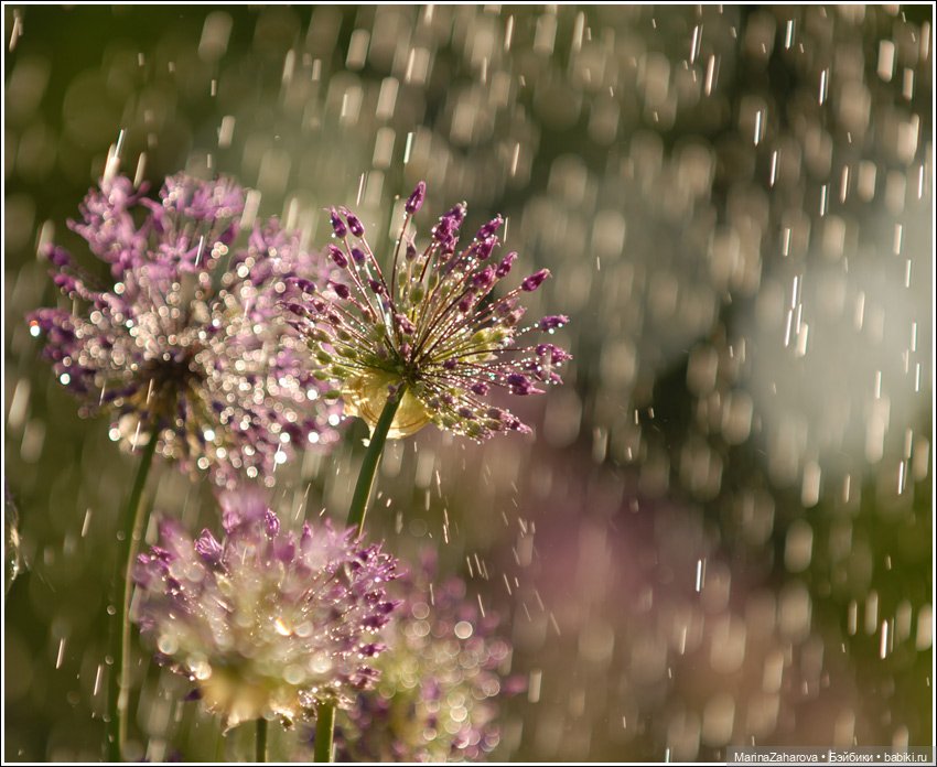 Я люблю дождь...,а Вы — Болталка и разговоры обо всем: жизнь