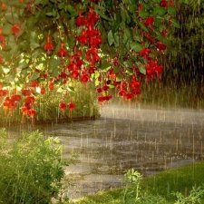 Я люблю дождь...,а Вы?